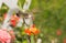 Ruby-throated Hummingbird hovering over an orange flower