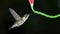 A Ruby-Throated Hummingbird Hovers and Drinks  Nectar From the Stem of a Flower  in Oklahoma