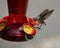 Ruby-Throated Hummingbird Hovers While Feeding