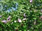 Ruby-throated hummingbird hovers near a hibiscus flower