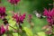 A Ruby-throated hummingbird hovers near a purple bee balm flower