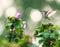 Ruby-Throated Hummingbird Hovers Over Rose of Sharon Hibiscus Flower in the Late Evening