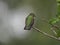 Ruby-Throated Hummingbird Isolated on Bush Stem Fluffing Green Iridescent Feathers on Back Facing Away with Green Blurred