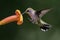 Ruby-throated Hummingbird Landing on a Trumpeter Flower