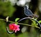 A Ruby-Throated Hummingbird looks at the iron bird and wonders why it will not say Hello