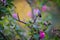 Ruby-Throated Hummingbird Looks Up While Perched in a Rose of Sharon Hibiscus Tree