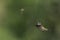 Ruby-throated Hummingbird meets Yellow Jacket Wasp