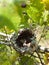 Ruby throated Hummingbird nest