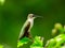 Ruby-Throated Hummingbird Perched on a Branch