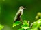 Ruby-Throated Hummingbird Perched on a Branch