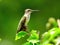 Ruby-Throated Hummingbird Perched on a Branch