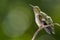 Ruby Throated Hummingbird Perched Delicately on a Slender Twig