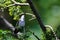 Ruby-Throated Hummingbird Perched in a Tree Looking for Trouble