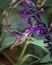 Ruby-Throated Hummingbird at Purple Salvia Artistic Illustration