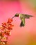 Ruby-Throated Hummingbird And Salvia