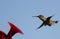 Ruby Throated Hummingbird South Central Manitoba