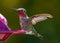 Ruby throated Hummingbird stretching its wings in Ventura California US