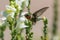 Ruby Throated Hummingbird in Texas