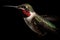Ruby-throated hummingbird vibrant red throat feathers.