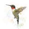 Ruby Throated Hummingbird Watercolor