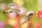 Ruby-throated Hummingbirds (archilochus colubris)