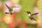 Ruby-throated Hummingbirds (archilochus colubris)