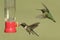 Ruby-throated Hummingbirds (archilochus colubris)