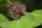 Ruby tiger moth caterpillar, Phragmatobia fuliginosa,