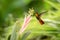 Ruby topaz hovering next to pink and yellow flower, bird in flight, caribean tropical forest, Trinidad and Tobago