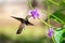 Ruby Topaz hummingbird feeding on flowers from a Vervain plant in the sunlight.