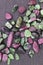 Ruby zoisite rare stones texture on black stone background