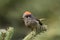 Rubycrowned Kinglet