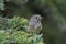 Rubycrowned Kinglet