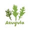 Ruccola leaves. Set of arugula or rocket salad. Nature organic vegetable icon of arugula, spice ingredient. Healthy food