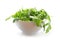 Rucola or arugula, fresh green rocket salad in a white bowl, is