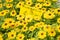 Rudbecia flowers with yellow paper handwritten saying their name and price on street market.