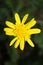 Rudbeckia Asteraceae flower