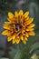 Rudbeckia is a beautiful flower of summer. ornamental plant with yellow-brown marginal false-lingual flowers