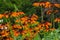 Rudbeckia beautiful orange flower with dark middle, garden or park decoration