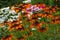 Rudbeckia beautiful orange flower with dark middle, garden or park decoration
