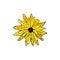Rudbeckia or Black-Eyed Susan plant yellow flower on white background, vector illustration