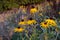 Rudbeckia or Black Eyed Susan in the Setting Sun