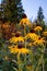 Rudbeckia or Black Eyed Susan in the Setting Sun