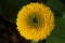 Rudbeckia or Blacked Eyed Susan flower macro