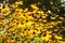 Rudbeckia blooming in city flower beds.The background is blurry.