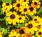 Rudbeckia blooming in city flower beds.The background is blurry.