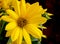 Rudbeckia bright yellow flower on dark background