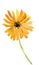 Rudbeckia composition. Yellow chamomile. Flower backdrop.