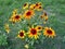 Rudbeckia coneflower flowers on green background with