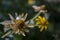 Rudbeckia flower. Garden yellow flower. Still life. dry herb. Autumn
